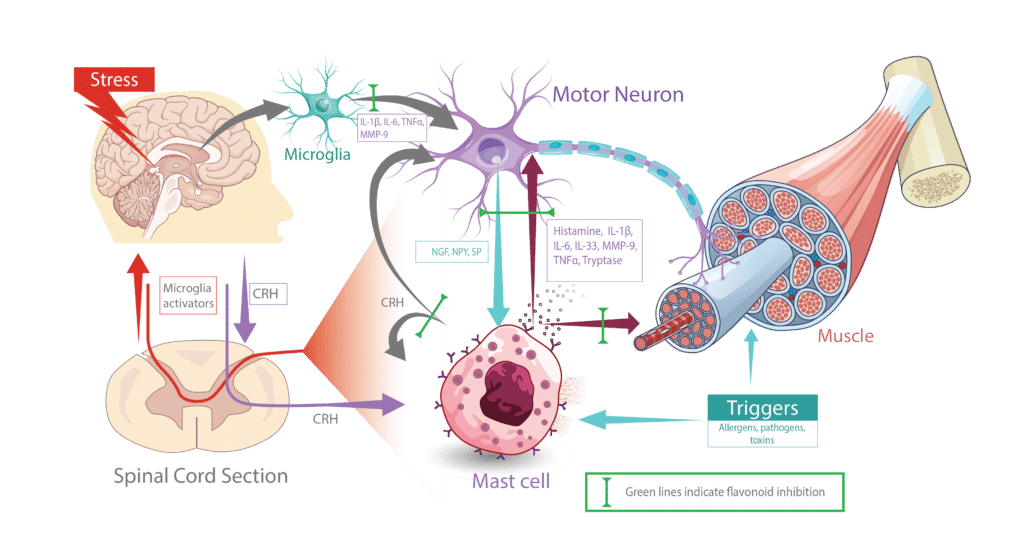 Mast-Cell-Triggers-and-actions-Muscle-v2-02-1024x554