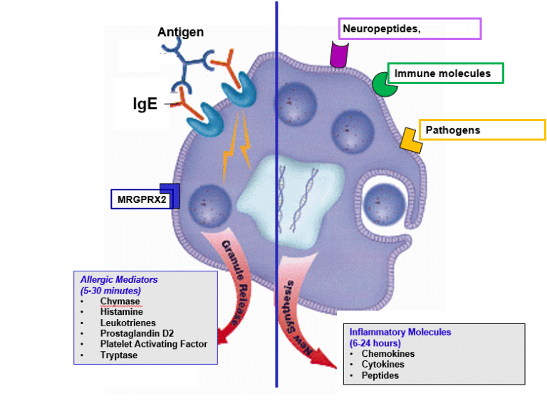 The Role of Mast Cells in Allergic and Inflammatory Processes - Algonot